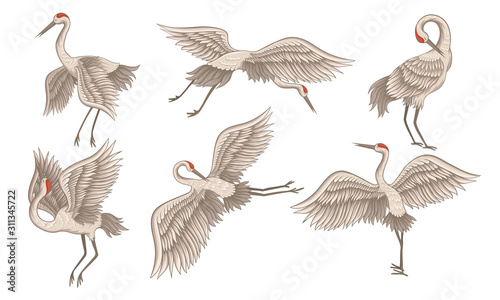 Realistic Red-crowned Crane in Different Poses with Stretched Wings Vector Set