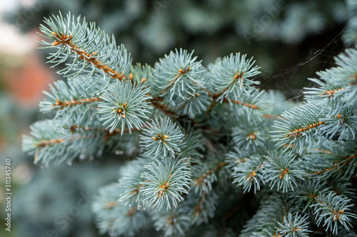 Branch fluffy blue spruce. Selective focus.