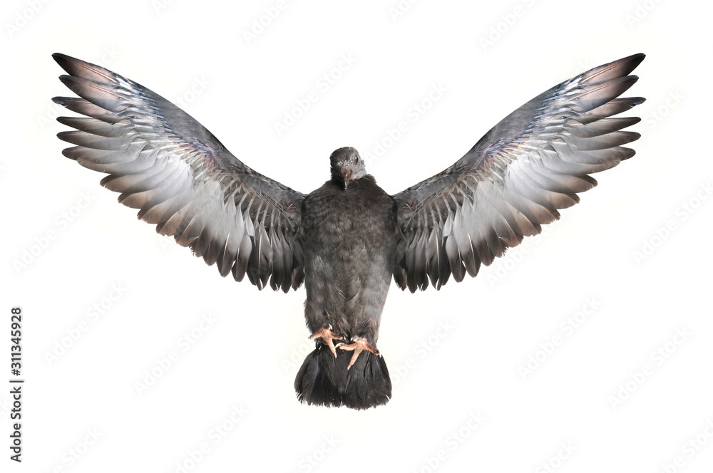 Naklejka premium pigeon