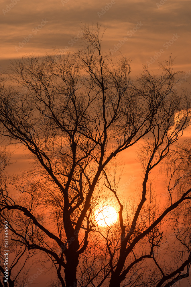 Sunset and the bared trees Sunset and the bared trees