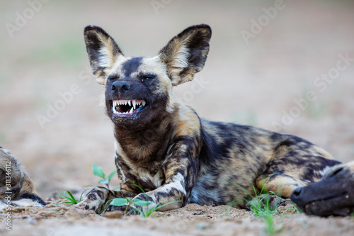 African wild dog in the dry riverbed of the Mkuze river in a Game Reserve in South Africa