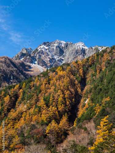 前穂高岳とカラマツの黄葉