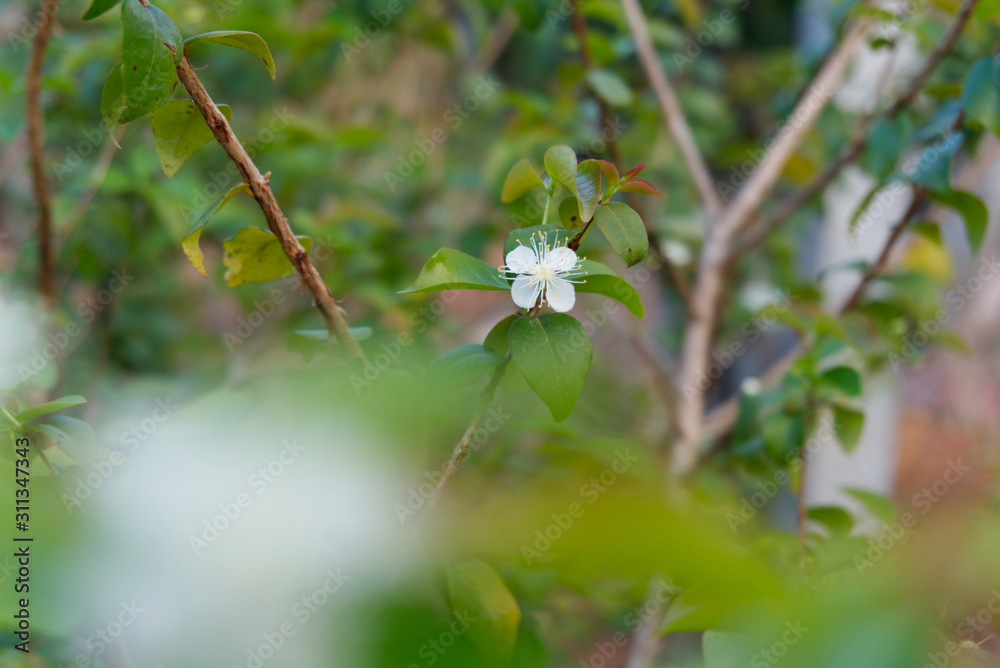 Small white flower. Is the flower of the surinam cherry tree. Small white flower. Is the flower of the surinam cherry tree.