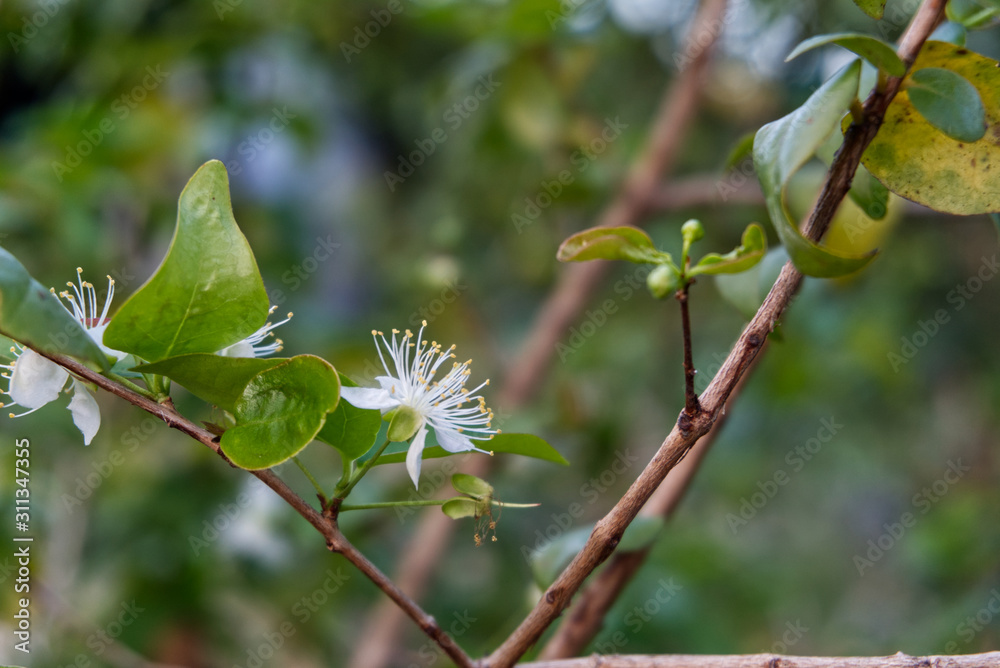 Small white flower. Is the flower of the surinam cherry tree.