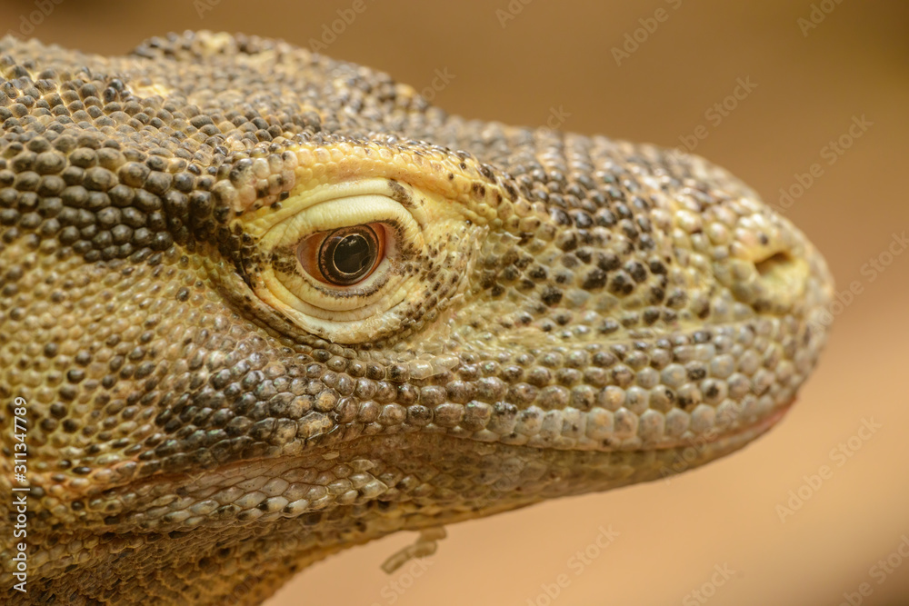 detail portrait of komodo dragon lizard detail portrait of komodo dragon lizard