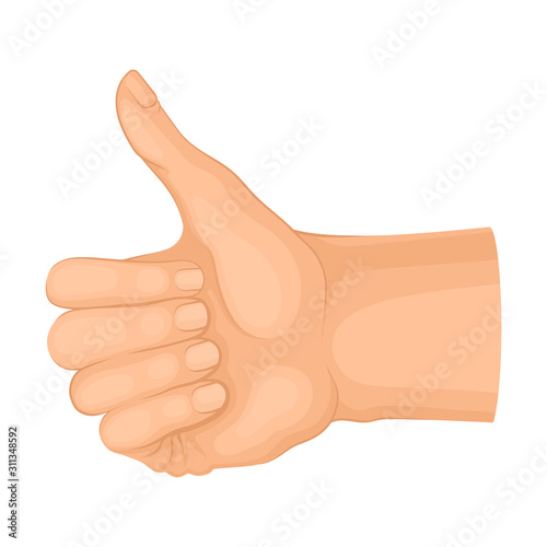 Detailed Hand Making Approvement Gesture Isolated on White Background Vector Element