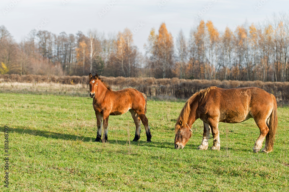 Red horse in the pasture. Horse grazing grass on pasture at autumn countryside. Brown horse standing in beautiful autumn nature. Red horse in the pasture. Horse grazing grass on pasture at autumn countryside. Brown horse standing in beautiful autumn nature.