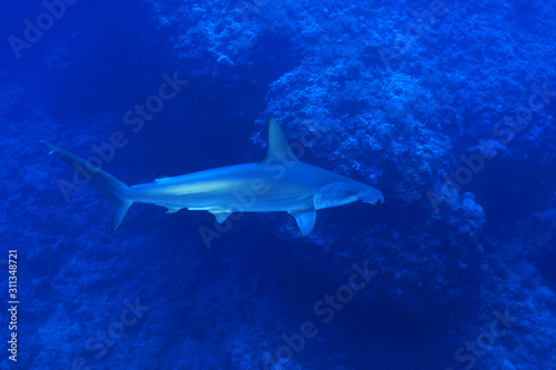 Scalloped hammerhead shark photo