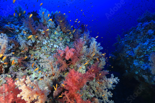 Beautiful soft corals on Elphinstone reef
