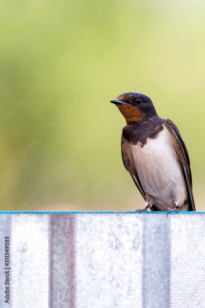 Fototapeta premium Barn swallow looking into the camera while sitting on a metal fence.