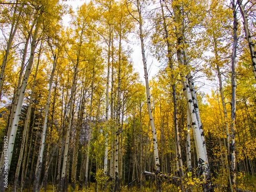 Birch trees in autumn in Canada
