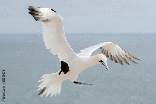 Gannet (Morus bassanus) flying above the sea near the island of helgoland in germany. 