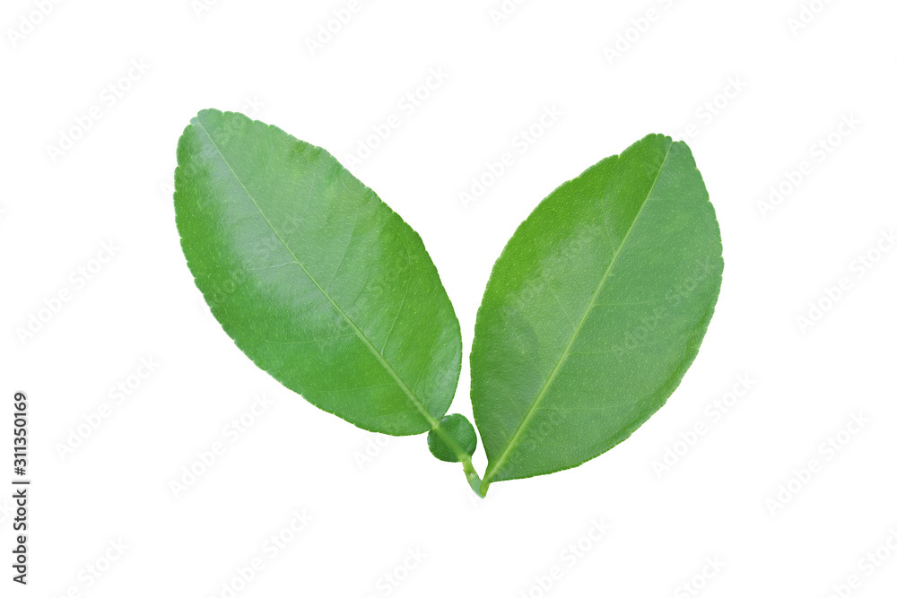 Lemon leaf isolated on white background. with clipping Path