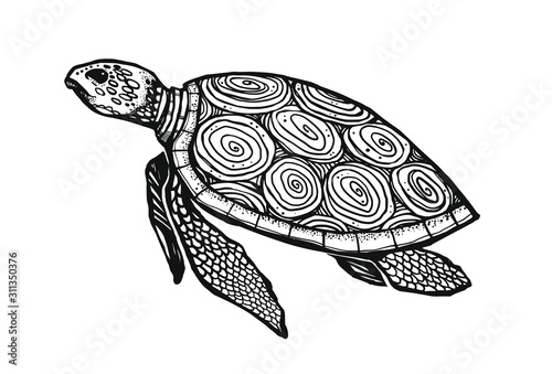 Beautiful graphic turtle. 23rd May will be Turtle Day. Sea turtle isolated from background.