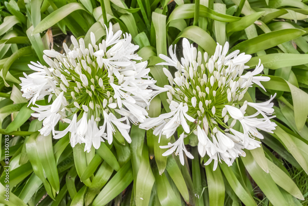 Obraz premium Agapanthus blanc