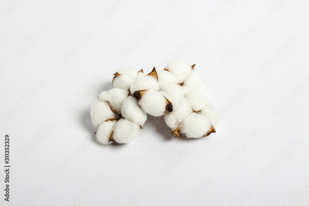 Cotton flowers on a white background. Natural product concept. Flat lay, top view