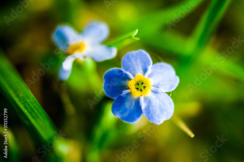 blue flower