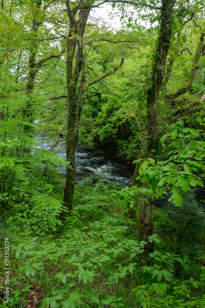 River Dart Dartmoor Devon England River Dart Dartmoor Devon England