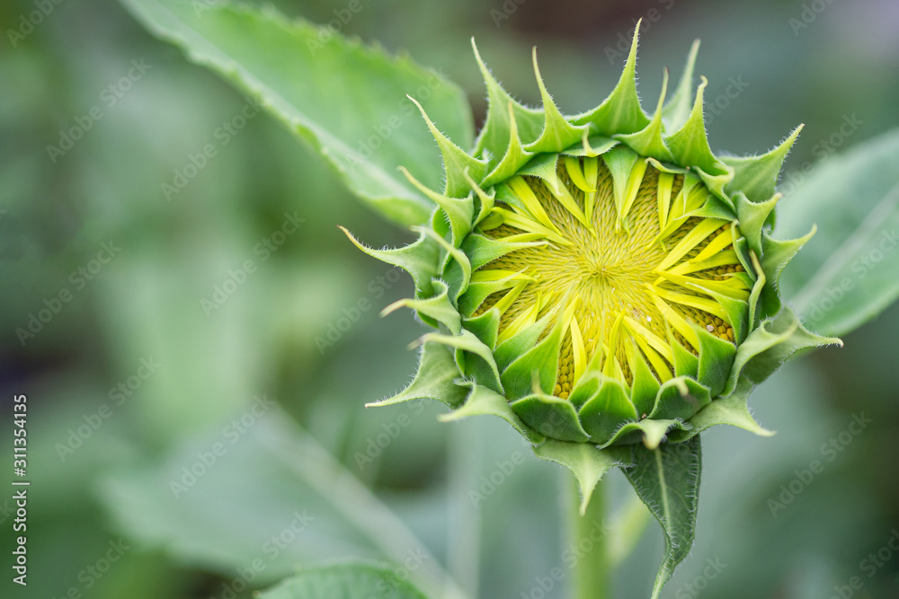 Green young sunflower bud before blooming Green young sunflower bud before blooming