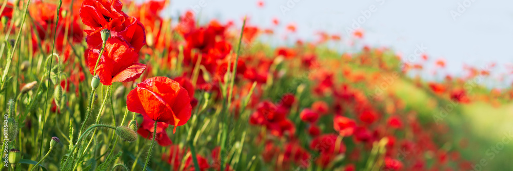 Web banner 3:1. Red poppy flowers field on hill. Spring background