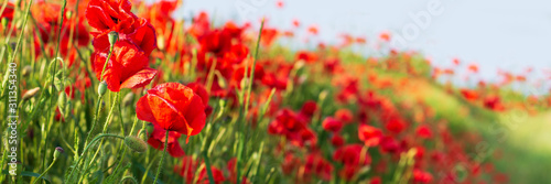 Web banner 3:1. Red poppy flowers field on hill. Spring background