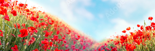 Web banner 3:1. Red poppy flowers field on hills. Spring background