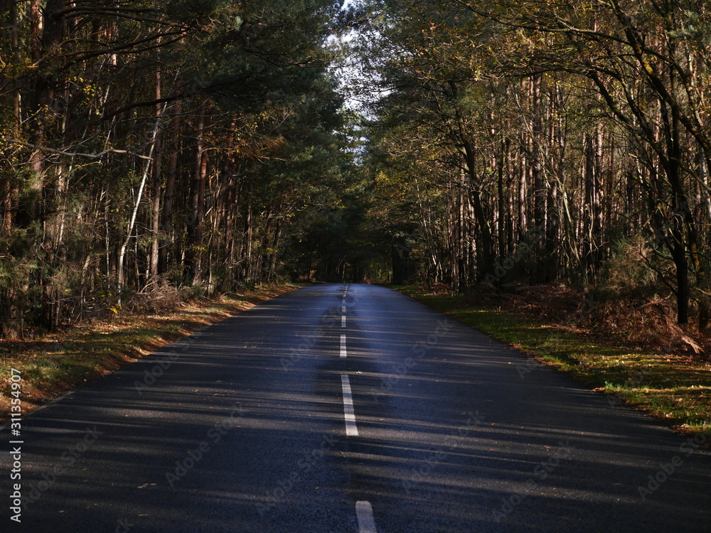 Obraz premium road in the forest