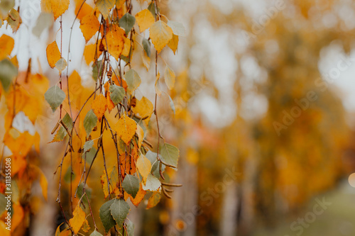 Yellow autumn birch leaves on twig on sunny day. Selective focus