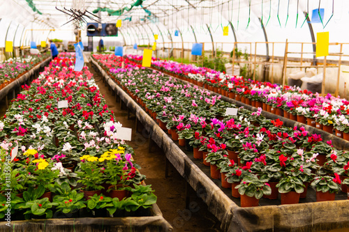 Photography blurred interior of an industrial greenhouse with flowers