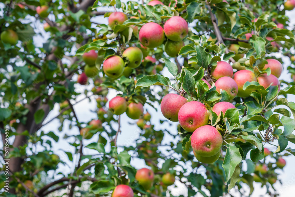 red ripe apples on a tree branch. fresh apples on Apple tree closeup