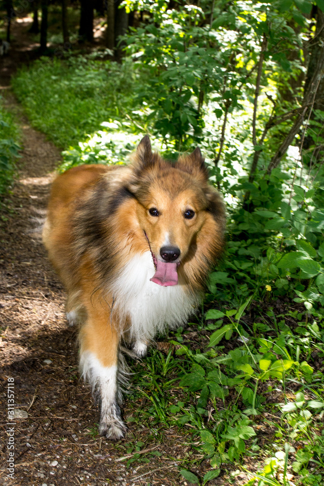 Frontalansicht auf einen braun/weißen Shetland Sheepdog der auf Waldweg läuft. Frontalansicht auf einen braun/weißen Shetland Sheepdog der auf Waldweg läuft.
