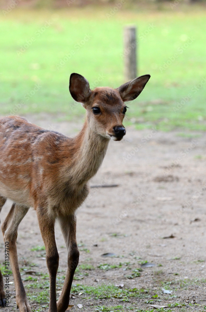 Fototapeta premium 子鹿