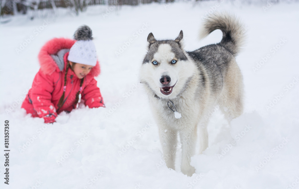 Little girl playing with a Siberian husky breed dog in the winter