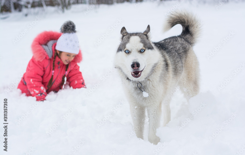 Little girl playing with a Siberian husky breed dog in the winter Little girl playing with a Siberian husky breed dog in the winter