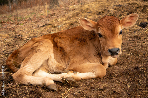 Foto a calf laying down