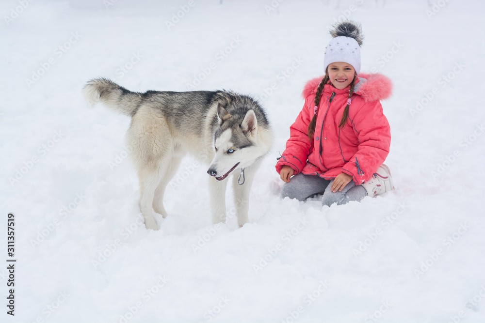 Naklejka premium Little girl playing with a Siberian husky breed dog in the snow
