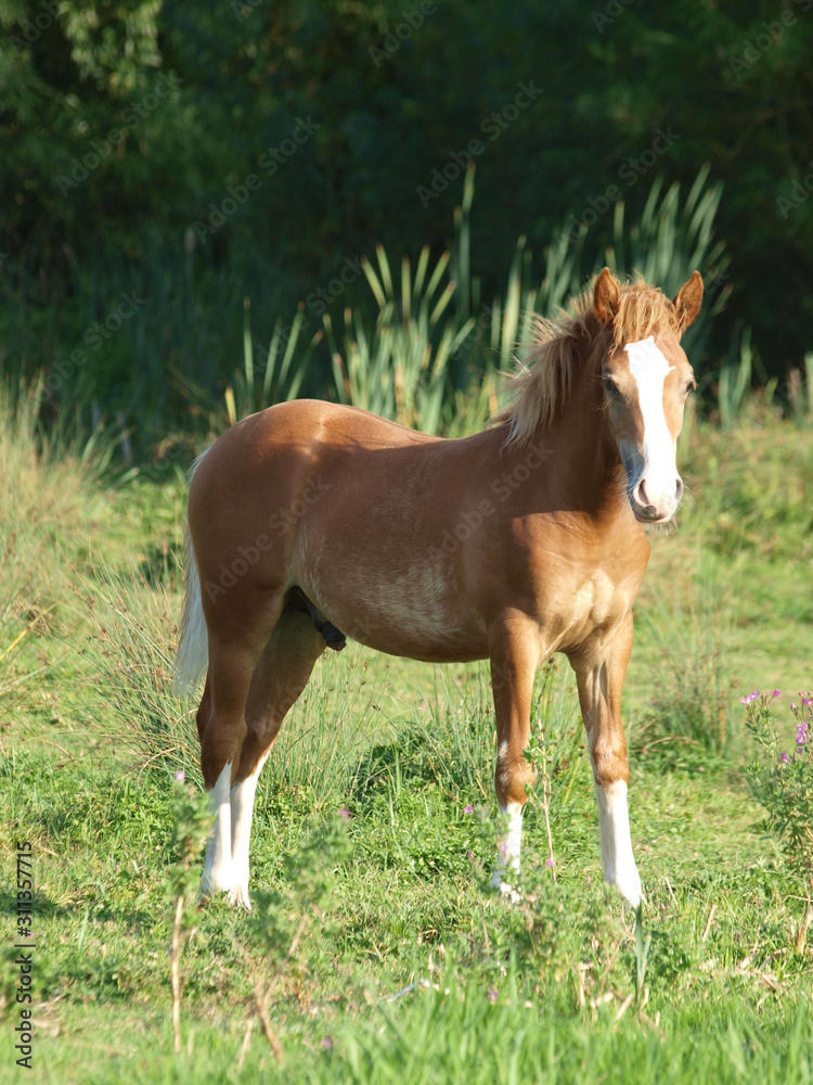 Chestnut Foal