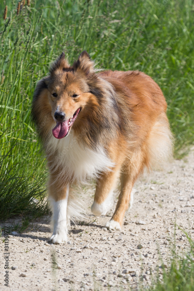 Frontalansicht auf einen braun/weißen Shetland Sheepdog der auf einem Feldweg läuft.