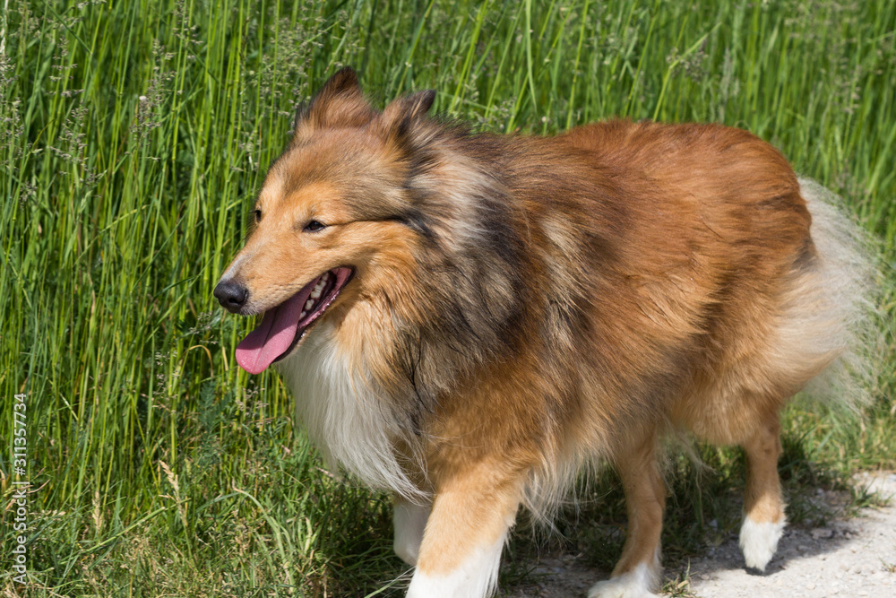 Seitenansicht von links auf einen braun/weißen Shetland Sheepdog der auf einem Feldweg läuft. Seitenansicht von links auf einen braun/weißen Shetland Sheepdog der auf einem Feldweg läuft.