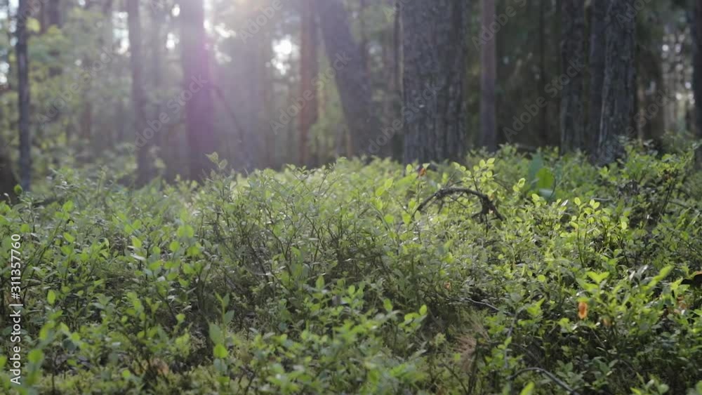 Cinematic shot of thick blueberry bushes in summer coniferous forest. Insects fly in different directions on the background of the setting sun. The concept of gifts of beautiful nature