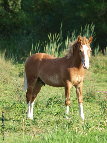 Chestnut Foal