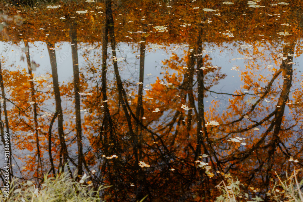 Autumn maple leaves floating in pond of still water. Autumn maple leaves floating in pond of still water.