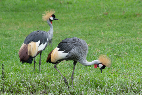 couple grey crowned crane on greenland