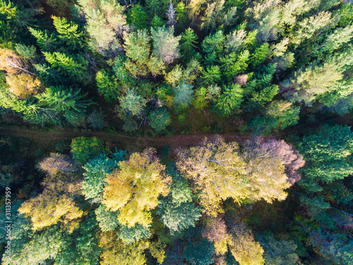 Fototapeta Naklejka Na Ścianę i Meble -  Top-down drone view of the country road in the forest in sunny autumn day, Toksovo, Leningrad Oblast, Russia