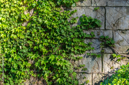 Fototapeta Naklejka Na Ścianę i Meble -  leaves on brick wall background