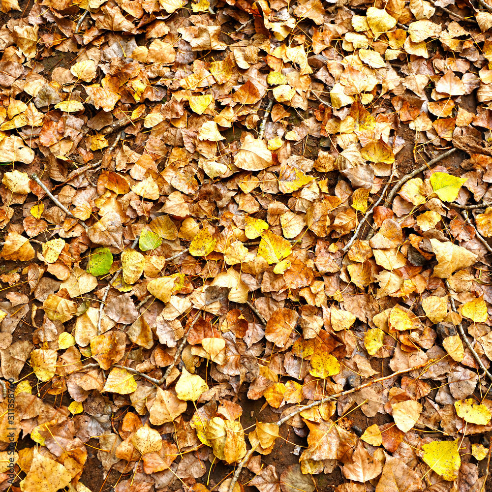 Autumn poplar leaves. Background of a vegetable surface in ocher tones Autumn poplar leaves. Background of a vegetable surface in ocher tones