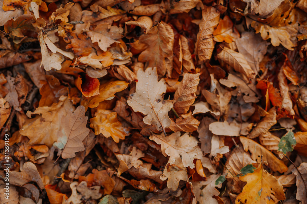 Fallen leaves on ground in autumn park Fallen leaves on ground in autumn park