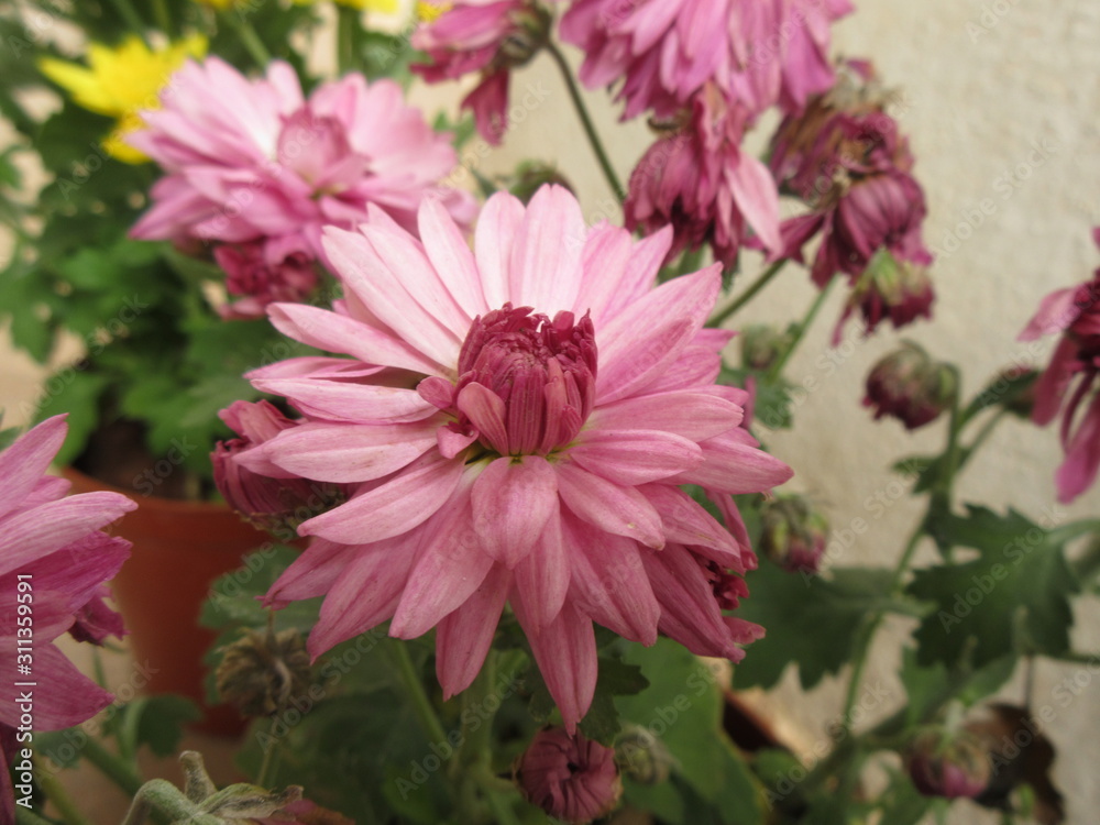Blooming purple chrysanthemum flower in winter! Blooming purple chrysanthemum flower in winter!