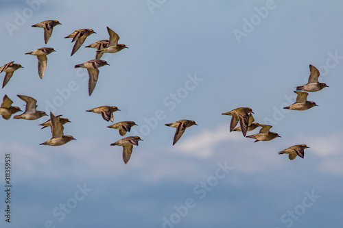 Photos flock of golden plover in the sky