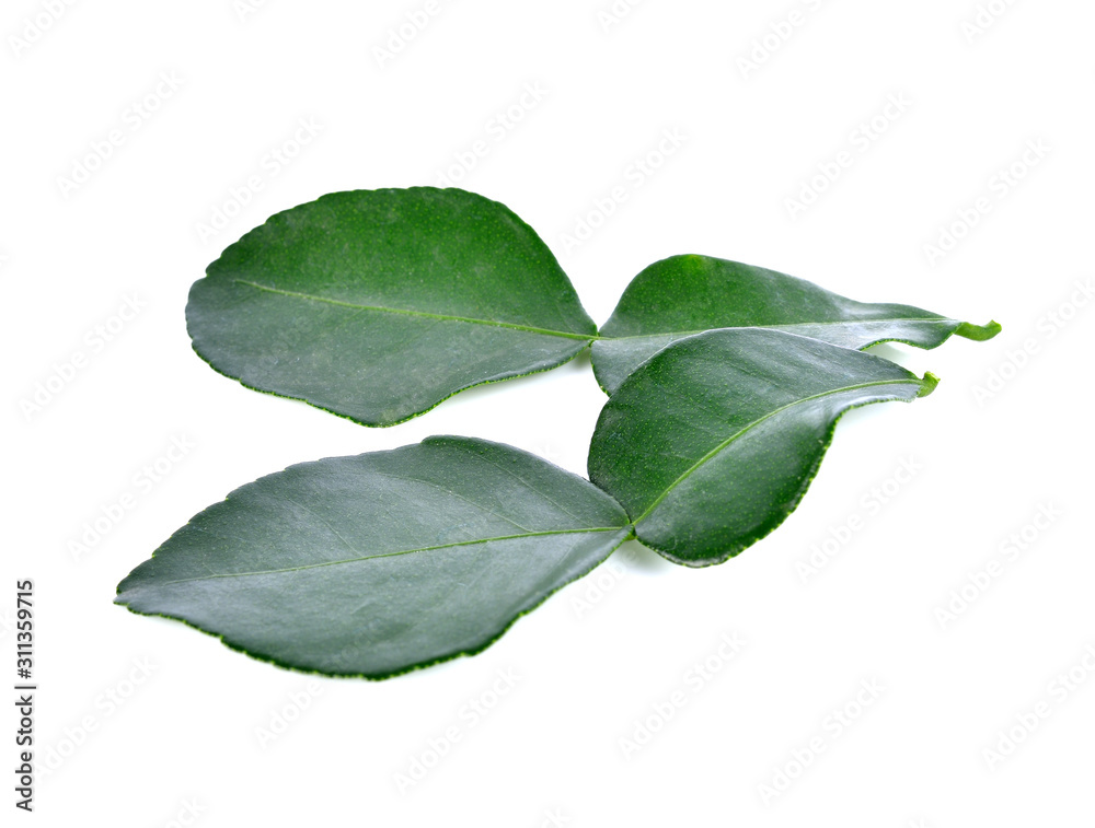 leaf of bergamot (kaffir lime) on white background leaf of bergamot (kaffir lime) on white background